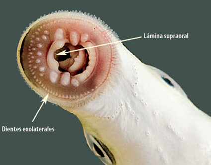 Lampetra planeri_boca.jpg